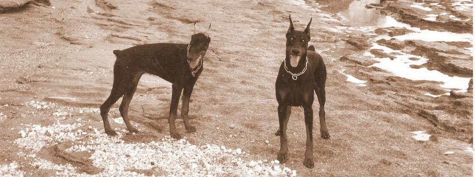 cariddi-e-apolda-1999.jpg